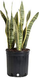 While not overly showy, flowers are borne in. Amazon Com Costa Farms Snake Plant Sansevieria Laurentii Live Indoor Plant 2 To 3 Feet Tall Ships In Grow Pot Fresh From Our Farm Excellent Gift Garden Outdoor