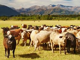 How To Write A Ranching Business Proposal
