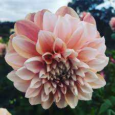 Decorative Dahlia Tropical Dream Red Earth Bulbs Summer Flowering Bulbs Dahlia Flowers