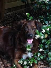 Free shipping on orders over $25.00. Pet Of The Month Page 2 Veterinarians In Oviedo Florida Tuscawilla Oaks Animal Hospital