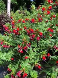 Image result for Cuphea llavea