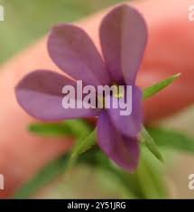 Image result for Monopsis stellarioides