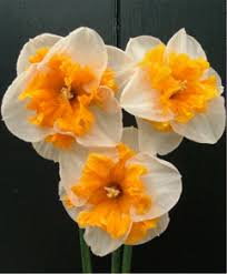 Narcissus Love Call Split Cup Narcissi Flower Bulbs Index Bulb Flowers Narcissus Flower Flowers
