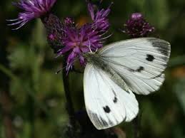 Image result for Pieris napi