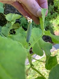 Image result for how to self pollinate cucumbers