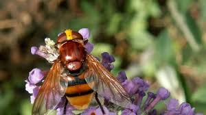 hornet mimic hoverfly the wildlife trusts