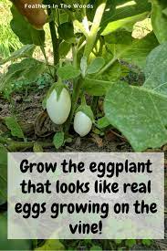 How To Grow Japanese White Egg Eggplant White Eggs White Eggplant Eggplant
