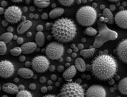 Below is a collection of electron micrographs with labelled subcellular structures that you should be able to identify. Scanning Electron Microscope Wikipedia