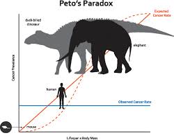 These turn a healthy cell into a cancerous cell. Peto S Paradox How Has Evolution Solved The Problem Of Cancer Prevention Bmc Biology Full Text