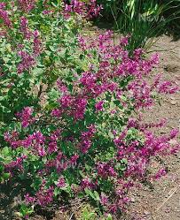 Image result for Syncolostemon