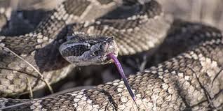 Pemberian nama ular berwarna gelap ini merujuk pada makanan favoritnya, yaitu tikus. Nabi Perintahkan Bunuh Ular Terutama 2 Jenis Ular Ini Islampos
