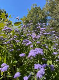 Image result for Ageratum