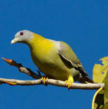 Birds Of India Bird World Yellow Footed Legged Green Pigeon