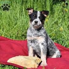 While anyone who brings home a blue heeler should work on puppy mouthing behavior, it's especially important to do so if you have children in the home. Akc Australian Cattle Dog Breeders California