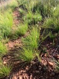 Image result for Elionurus