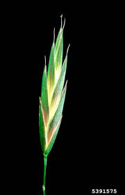 Image result for Bromus catharticus