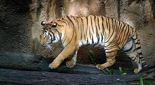 Indochinese Tiger An Endangered Species Indochinese Tiger Indochinese Animals Wild