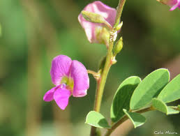 Image result for Tephrosia purpurea