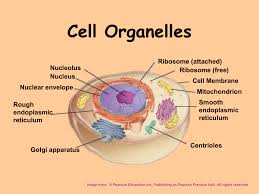 Rough endoplasmic reticulum is an organelle found in eukaryotic cells. Cell Parts Chapter 4