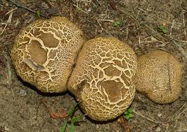 Image result for Scleroderma cepa