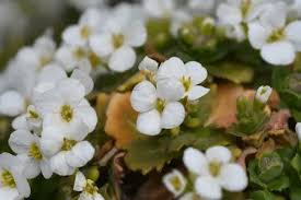 Image result for Arabis alpina