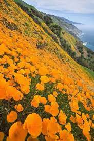 California Poppies Nature Beautiful Places California Poppy