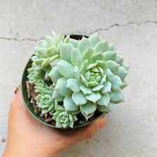 It is only about a year after the seedlings have been growing on their own that you should begin treating them like cactus, placing them in full sun and letting the soil dry out thoroughly. Echeveria Painted Lady In 2021 Echeveria Succulents Pink Succulent