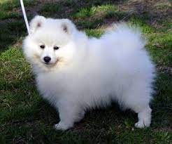 Mannerking Japanese Spitz Japanese Spitz Japanese Spitz Puppy White Dog Breeds