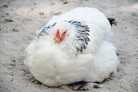 Every chicken pen should have a dust bath if dry soil is not available. Sand For Chicken Coop Bedding Pros Cons And How To Do It Right The Featherbrain