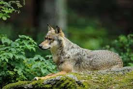Image result for Wolffiella repanda