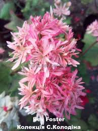 Купить комнатный цветок