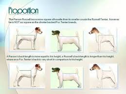 What Is The Difference Between Parson Russell Terrier And Jack Russell Terrier Jack Russell Terrier Jack Russell Parson Russell Terrier