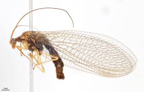 Image result for Nesaea heptamera