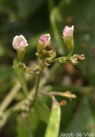 Image result for Teramnus labialis