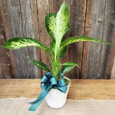 Image result for dieffenbachia flower