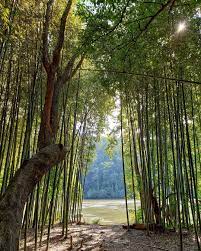 As far as the eye can see, dense groupings of bamboo stalks are everywhere. Bamboo Forest At East Palisades Trail Atlanta Georgia Bamboo Forest Forest Palisades