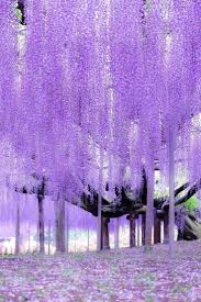 Wisteria Beautiful Nature Nature Beautiful Flowers