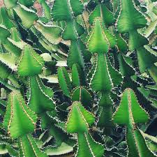 Spain Kanaren Canarias Palmen Lanzarote Futeventura Instatraveling Instagram Picture Jameosdelagua Jameosdelagualanzarote Palmtrees Kanaren Palmen