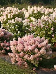 Image result for Gaertnera paniculata