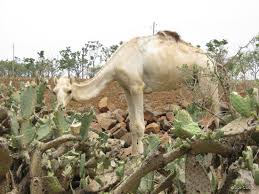 Check out this video by national geographic of a camel eating prickly pear cactus pads, spines and all! Opuntia Ficus Indica Tropical Forages
