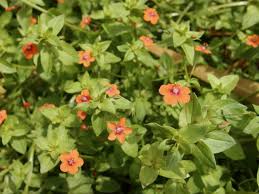 Image result for Lysimachia arvensis
