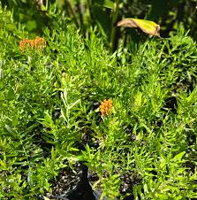 Image result for Barleria randii