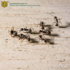They are known for cutting grasses and leaves, carrying them to their colonies' nests, and growing fungi on them on which they later feed. Uncategorized Archives J J Exterminating