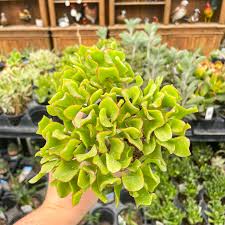 Image result for Crassula vaginata