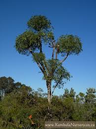 Image result for Cussonia zimmermannii