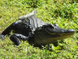 Sarasota Video Is a Good Reminder -- It's Alligator Mating Season