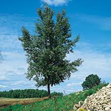 Populus deltoides, the eastern cottonwood or necklace poplar, is a cottonwood poplar native to north america, growing throughout the eastern, central. Cottonless Cottonwood Tree 4 To 5 Foot Garden Center Bareroot Jung Seed Company