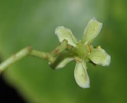 Image result for Elaeodendron matabelicum