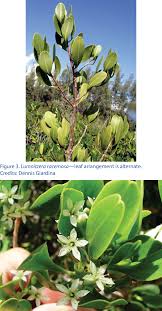 Image result for Lumnitzera racemosa