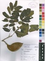 Image result for Xylia torreana